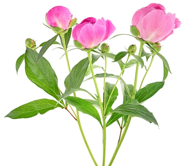 Μπουκέτο Λουλούδια Ροζ Παιωνία Απομονωθεί Λευκό Φόντο — Φωτογραφία Αρχείου