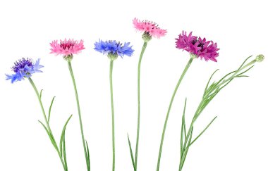 Beyaz arka planda izole edilmiş bir grup renkli çiçek. Bekar düğmesi çiçekleri.