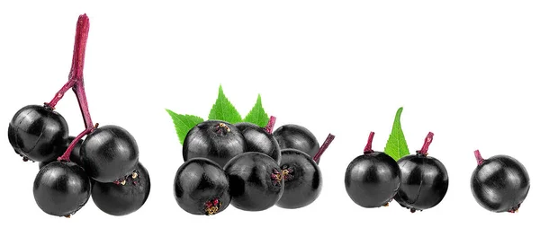 Coleção Sambucus Elderberries Folhas Verdes Isoladas Fundo Branco Aglomerados Frutos — Fotografia de Stock