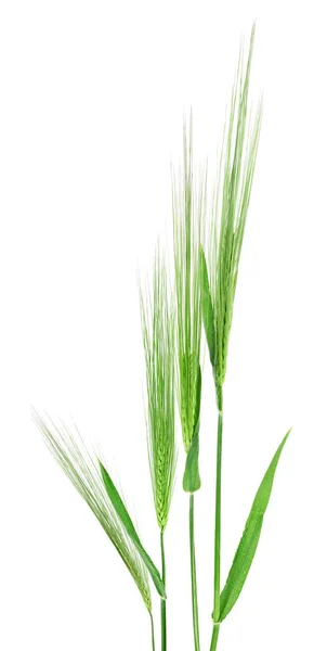 白い背景に隔離された緑色の大麦の耳のグループ — ストック写真