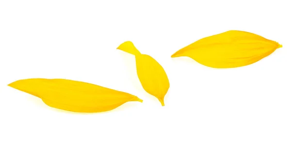 stock image Three yellow sunflower petals isolated over white background. Fresh yellow petals.