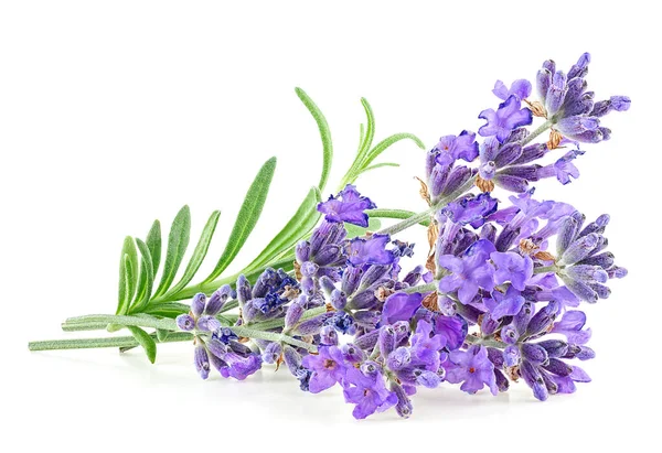 Lavender flowers with green leaves isolated on a white background