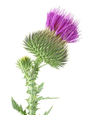 Beyaz arka planda yeşil tomurcuklu mor devedikeni çiçeği. Cirsium vulgare.