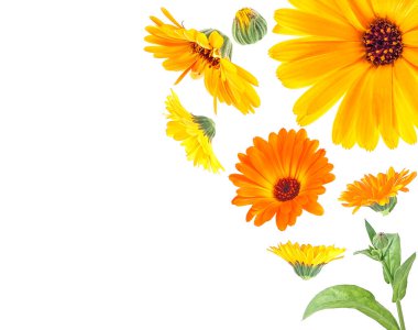 Calendula 'nın çiçek ve yapraklarından oluşan çerçeve beyaz bir arkaplanda metin ve üst görüş alanı için. İngiliz kadife çiçeği.