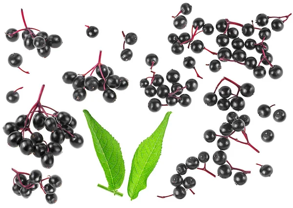 Beyaz Arka Planda Taze Siyah Sambucus Meyveleri Yeşil Yaprakların Görüntüsü — Stok fotoğraf