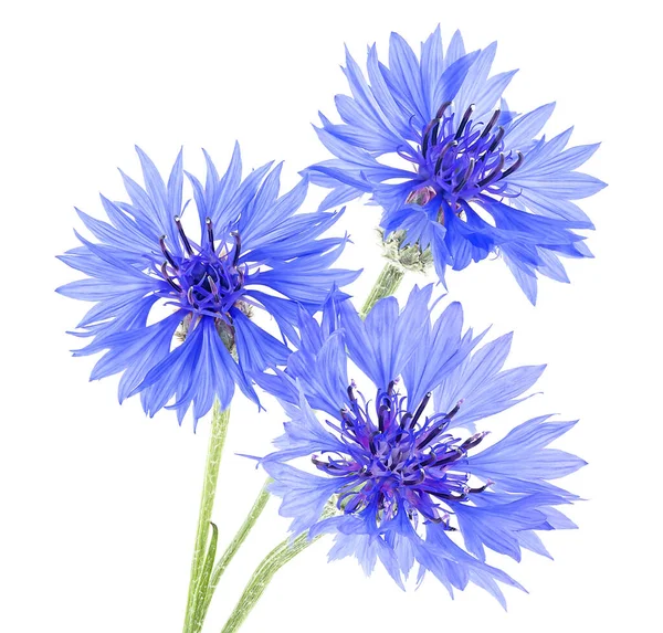 Kytice Modrých Cornflowerových Izolovaných Bílém Pozadí — Stock fotografie