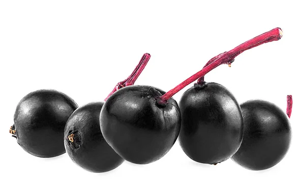 Healthy Healing Food Black Berries European Elder Isolated White Background — Stock Photo, Image