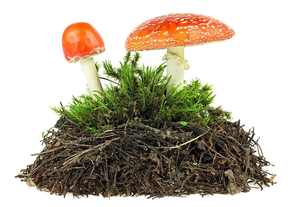 Mucchio Terreno Foresta Muschio Verde Con Funghi Uno Sfondo Bianco — Foto Stock