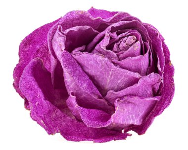 Soluk bir gül beyaz bir arkaplanda izole edilmiş. Kurumuş gül başı..