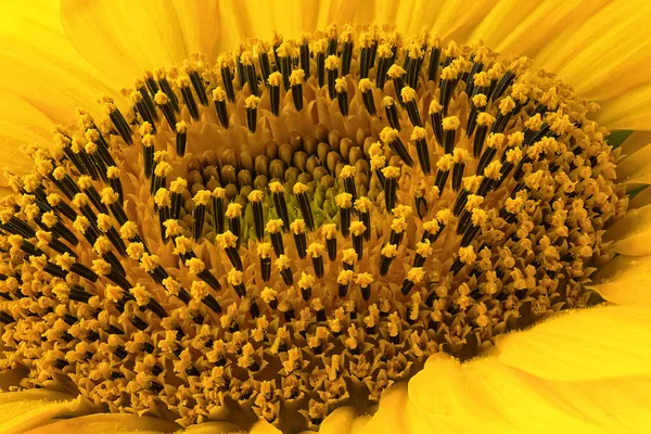 Frisch Gelbe Sonnenblumen Blühen Als Natürlicher Hintergrund Nahaufnahme Von Sonnenblumen — Stockfoto