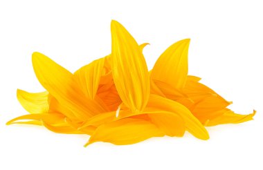 Beyaz arka planda izole edilmiş sarı ayçiçeği yaprakları yığını. İlaç bitkileri.