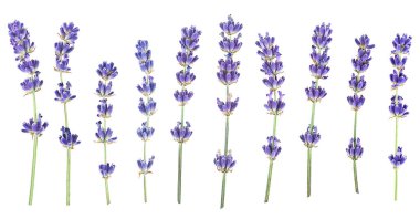 Beyaz arkaplanda izole edilmiş lavanta çiçekleri grubu, üst görünüm.