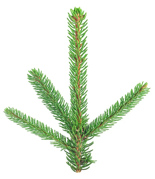 新鲜的绿色冷杉枝干被白色的背景隔开了 圣诞树 图库图片