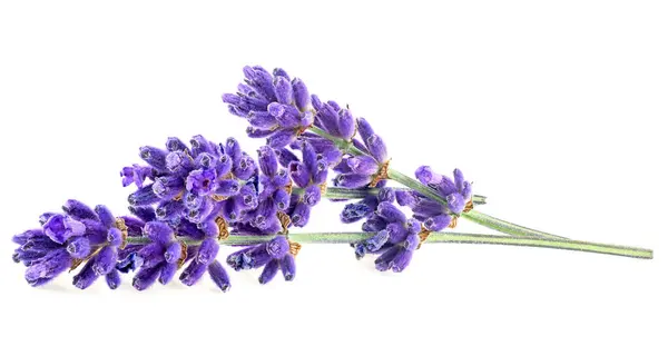 Lavender flowers isolated on a white background
