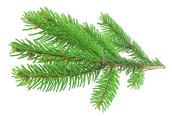 Green Fir Branch Christmas Isolated White Background — Stock Photo, Image