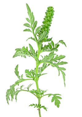 Ragweed bitkisi beyaz arka planda izole edilmiş. Ambrosia cinsi. Yaygın Ragweed. Ambrosia artemisiifolia.