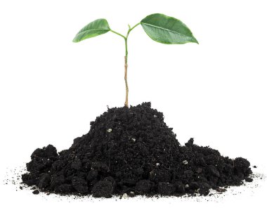 Yeşil bitki filizi olan toprak yığını beyaz arka planda izole edilmiş. Küçük yeşil filizler büyür tohumdan.