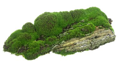 Çürümüş bir dalda taze yeşil yosun var. Beyaz bir sırt grubunda izole edilmiş.