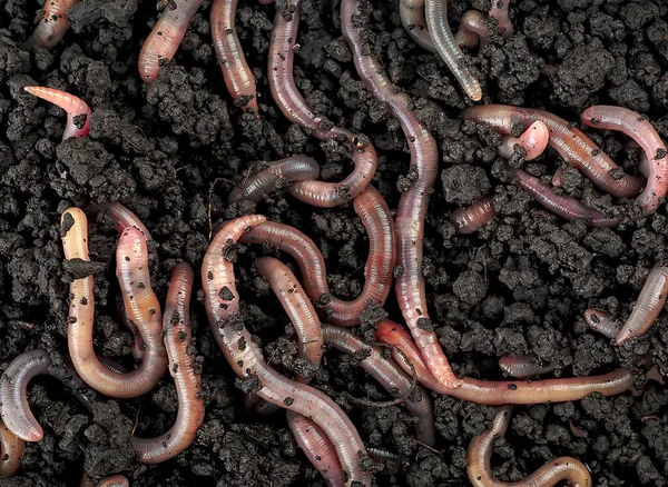 stock image Top view of earthworms in black soil as background. Garden compost and worms. 