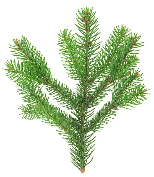 Zelená Větev Jedle Izolované Bílém Pozadí Horní Pohled Vánoční Strom — Stock fotografie