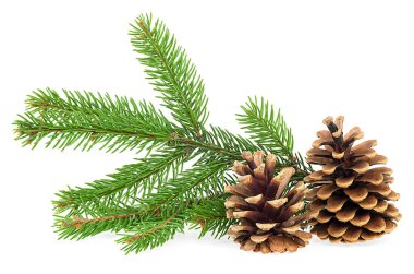 Firavun ağacı dalları ve çam kozalakları beyaz arka planda izole edilmiş. Noel süslemesi.