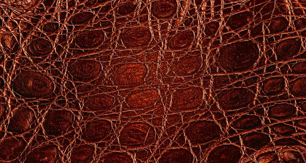 Background of colored alligator skin. Texture of brown crocodile leather.