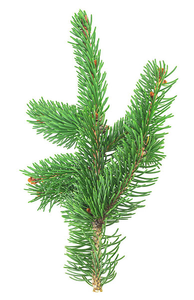 Green fir tree spruce branch with needles isolated on a white background