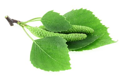 Yeşil huş ağacı tomurcukları ve yaprakları beyaz bir arka planda izole edilmiş. Huş ağacının genç dalı.