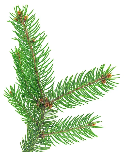 Christmas Tree Branch Isolated White Background Green Pine Branch — Stock Photo, Image