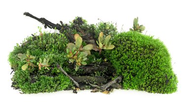 Toprakta yeşil yosun ve beyaz arka planda çürük dallar.