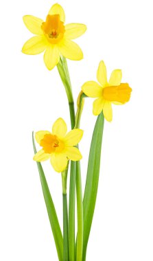 Beyaz arka planda izole edilmiş sarı nergis çiçekleri. Narcissus çiçekleri.