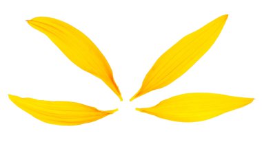 Beyaz arka planda izole edilmiş taze sarı yapraklar, yukarıdan görünüyor. Güzel ayçiçeği yaprakları.