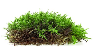 Yeşil orman yosunu beyaz arka planda izole edilmiş. Yeşil ıslak yosun.