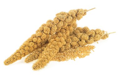 Sarı dallar darı ve beyaz arka planda izole edilmiş darı taneleri. Senegal darı taneciği.