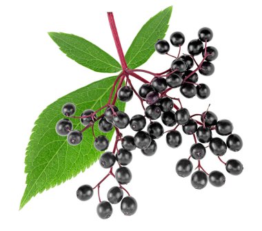 Avrupa siyah mürver meyvesi. Beyaz arka planda yeşil yapraklı taze Sambucus meyveleri. Yukarıdan görüntüle.