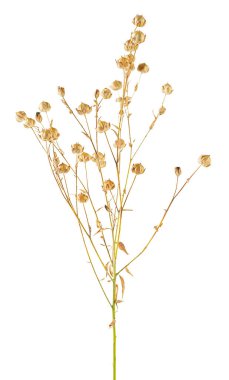 Flax Spike beyaz arka planda izole edilmiş. Keten kulaklı. Güzel kuru keten bitkisi..