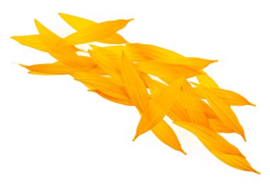 Beyaz arka planda izole edilmiş bir grup ayçiçeği yaprağı. Taze sarı yapraklar..