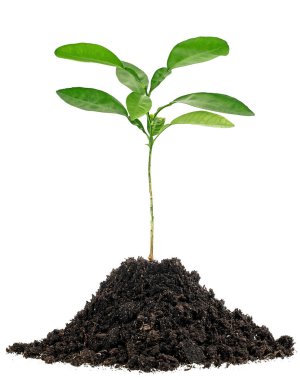 Toprak humus içindeki genç yeşil bitki beyaz arka planda izole edilmiş. Genç narenciye ağacı.