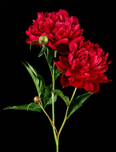 Bouquet Bellissimi Fiori Peonia Rossa Fiore Sfondo Nero Immagine Stock