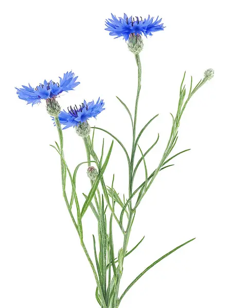 Bouquet Fiordaliso Blu Isolato Fondo Bianco Fiori Zafferano Centaurea Cyanus Fotografia Stock