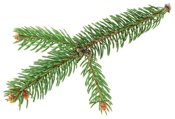 Green Spruce Pine Branch Needles Isolated White Background Branch Fir — Stock Photo, Image