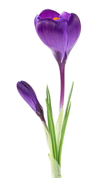 Flores Primavera Hermosas Flores Cocodrilo Púrpura Con Hojas Aisladas Sobre Imagen De Stock
