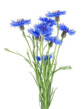 Beyaz arka planda izole edilmiş bir buket mavi çiçek. Knapweed çiçekleri, Centaurea siyanüsü..