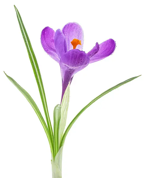 Jarní Květina Crocus Květina Listy Izolované Bílém Pozadí Stock Obrázky