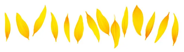 Коллекция Желтых Лепестков Подсолнечника Изолирована Белом Фоне Вид Сверху Лицензионные Стоковые Изображения
