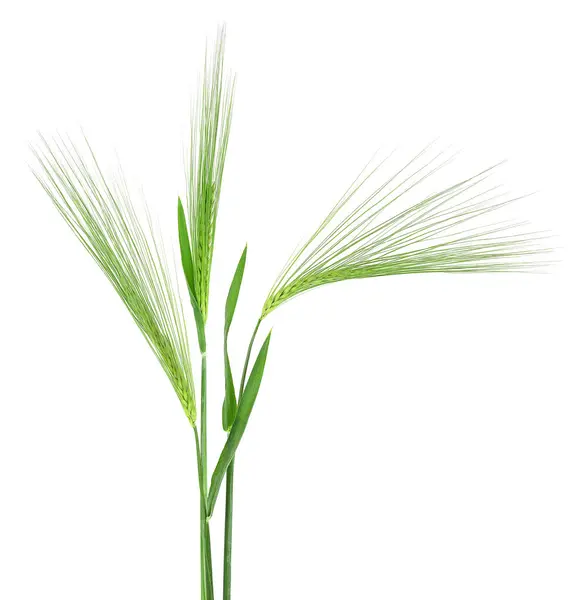 Fresh Green Spikelets Barley Isolated White Background Ears Barley Royalty Free Stock Photos