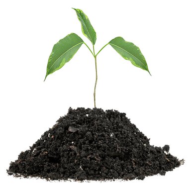 Genç yeşil filizler beyaz arka planda izole edilmiş toprakta filizleniyor..