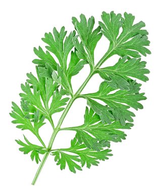 Medicinal wormwood isolated on a white background, view from above. Sagebrush sprig. Absinthe wormwood. clipart