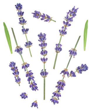 Beyaz arka planda taze lavanta çiçekleri ve yeşil yapraklar, üst manzara.