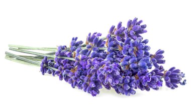 Beyaz arka planda bir demet lavanta çiçeği var. Lavanta filizi.